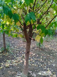 高度160厘米蜡梅