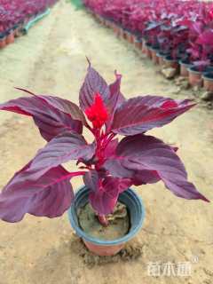 高度20厘米一支笔