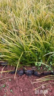 高度28厘米金线菖蒲