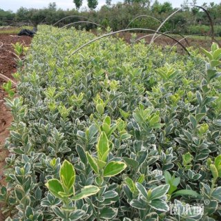 高度60厘米金边黄杨