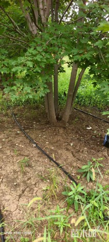 高度600厘米丛生美国红枫