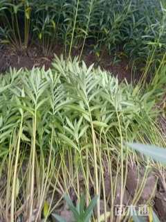 高度150厘米夹竹桃