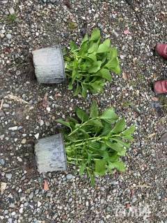 高度30厘米八仙花绣球