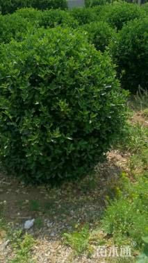 冠幅130厘米大叶黄杨球