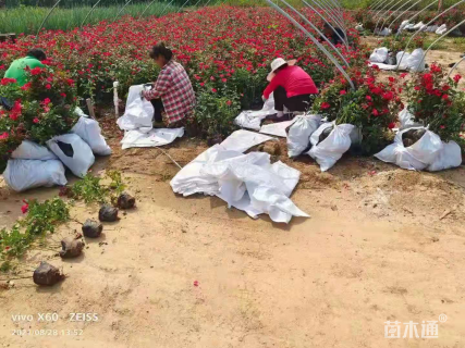 高度50厘米丰花月季