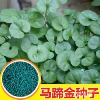 马蹄金种子
