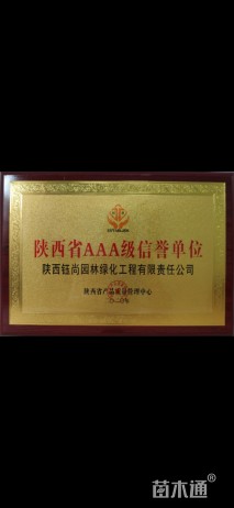 20公分西藏白皮松