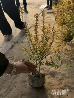 高度20厘米亮金女贞