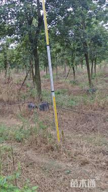 14公分黄花风铃木