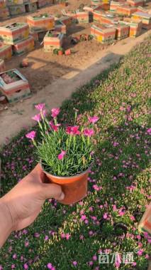 高度20厘米欧石竹