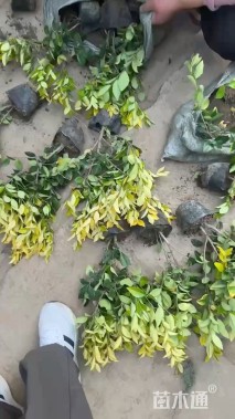 高度40厘米金森女贞小苗