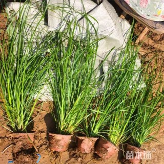 高度80厘米小兔子狼尾草