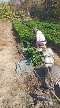 高度30厘米海桐