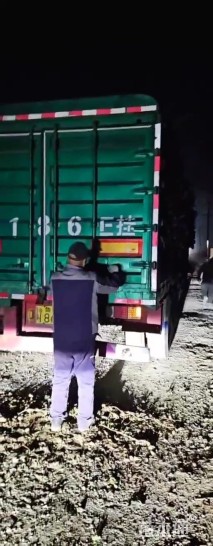 高度40厘米墨西哥鼠尾草