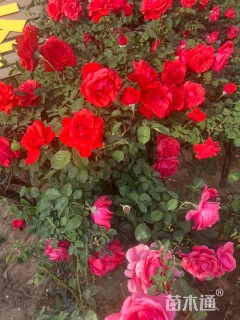 3.5公分树状月季