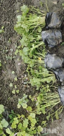 高度15厘米红花酢浆草