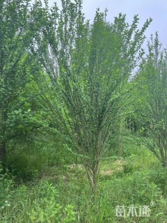 高度350厘米木槿