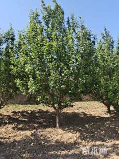 14.5公分八棱海棠