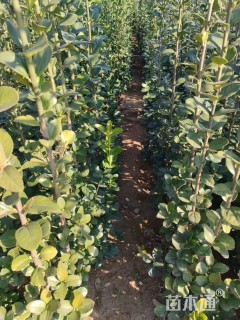 高度60厘米黄杨