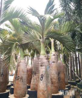 裸干高150厘米酒瓶椰子