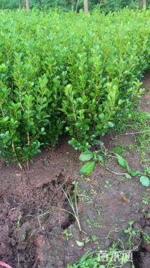 冠幅15厘米瓜子黄杨球