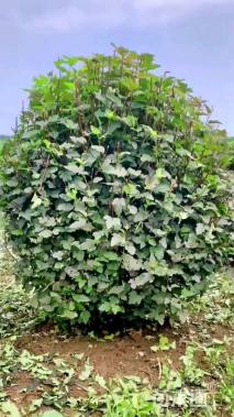 高度60厘米紫叶风箱果球