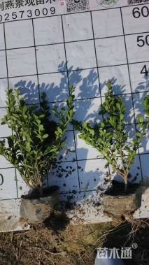 高度25厘米完美冬青