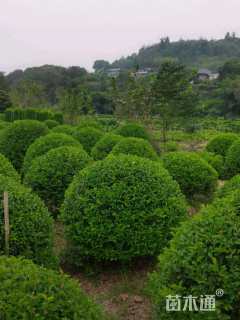 冠幅1500厘米金禾女贞球