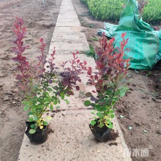 高度35厘米红叶小檗小苗