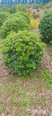 冠幅80厘米海桐球