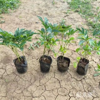 高度25厘米芍药