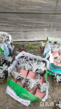 高度6厘米银叶菊