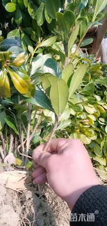 高度30厘米海桐