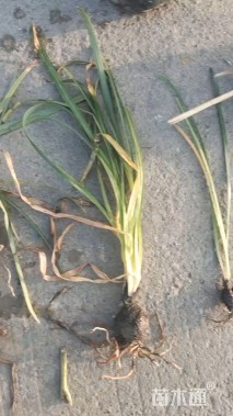 高度30厘米石蒜