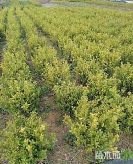 冠幅50厘米瓜子黄杨球