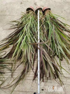 高度40厘米紫叶狼尾草