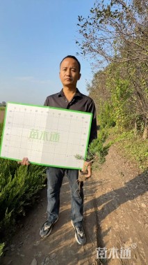 高度70厘米小龙柏