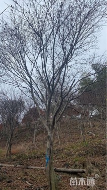 13公分红枫
