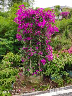 高度180厘米三角梅