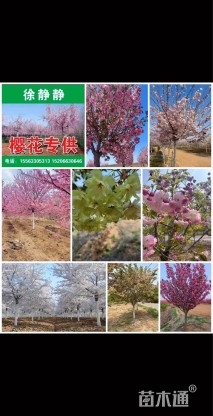 23公分染井吉野樱