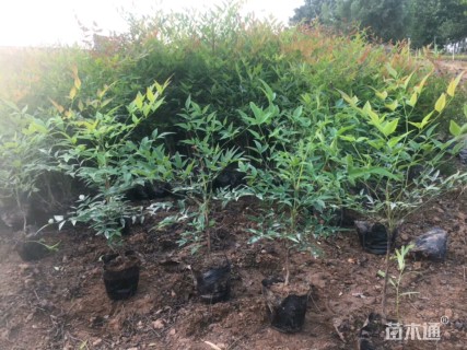 高度35厘米南天竹小苗