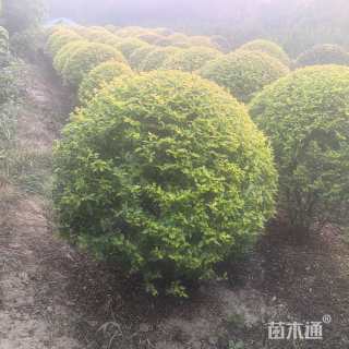 高度120厘米金冠女贞