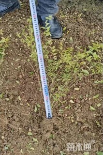 高度40厘米金冠女贞