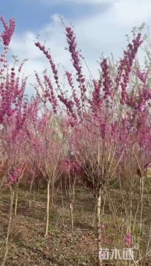 高度300厘米紫荆