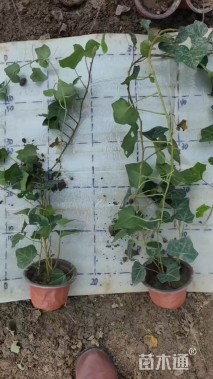 30厘米常青藤