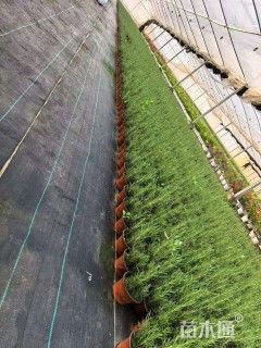 高度20厘米迷迭香