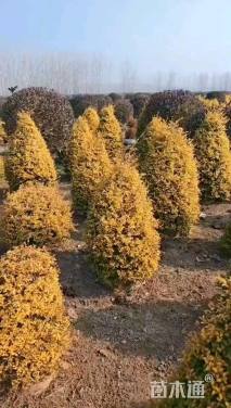 5公分造型亮晶女贞