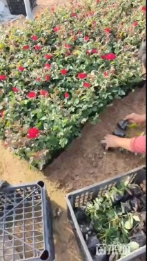 高度30厘米红帽月季