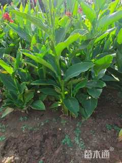 高度30厘米美人蕉