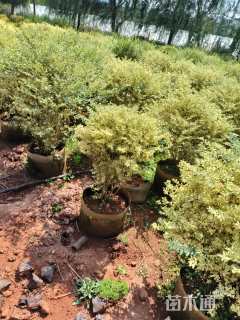 高度80厘米银姬小蜡